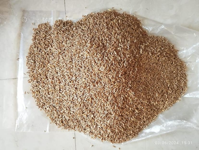Whole Khapali Wheat view 2