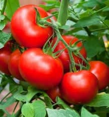 NSC Hybrid Tomatto, Kashi Abhiman, 10 gram Truthfully Labelled Seed Pouch view 2