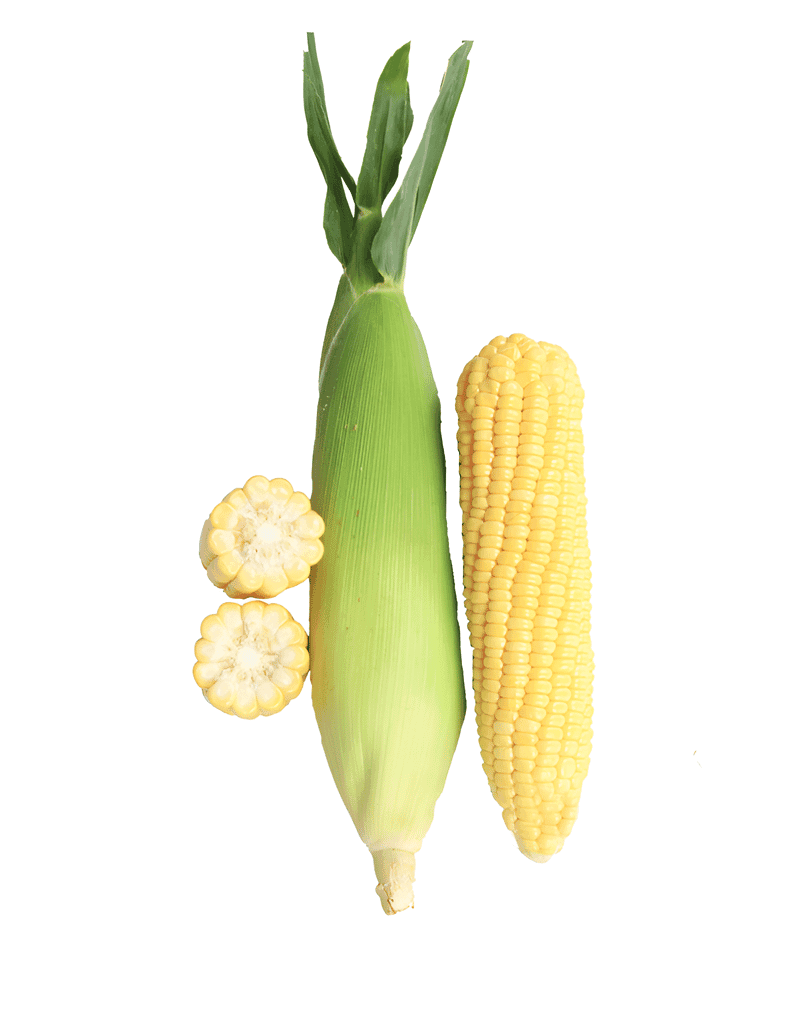 SweetCorn Indam Suruchi Hybrid Seeds - 25 SEEDS view 2
