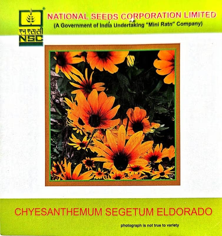 NSC Chrysanthemum segetum Eldorado-3gms
