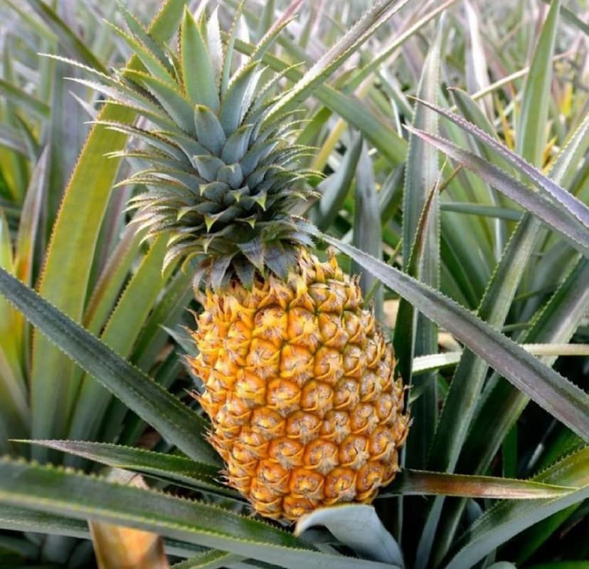 Tripura Fresh Pineapple view 2