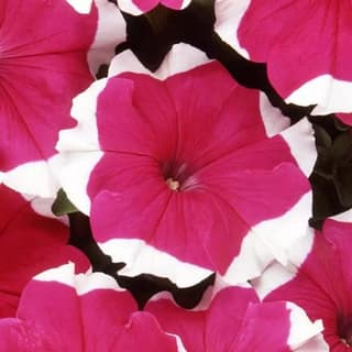 PETUNIA DREAMS ROSE PICOTEE SEEDS - 50 SEEDS