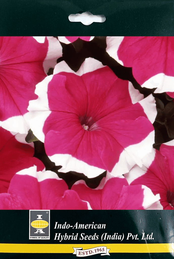 PETUNIA DREAMS ROSE PICOTEE SEEDS - 50 SEEDS view 2