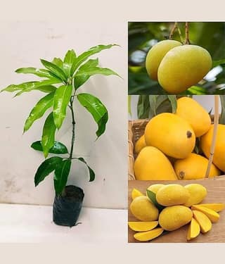 Cloud Farm Outdoor Fruit Plant ( Pack of 1 )