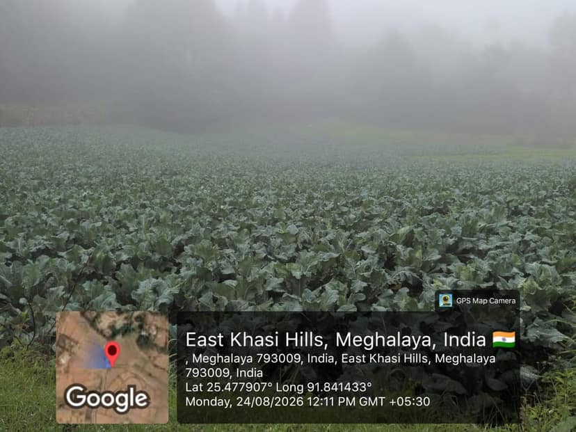 Cabbage view 2