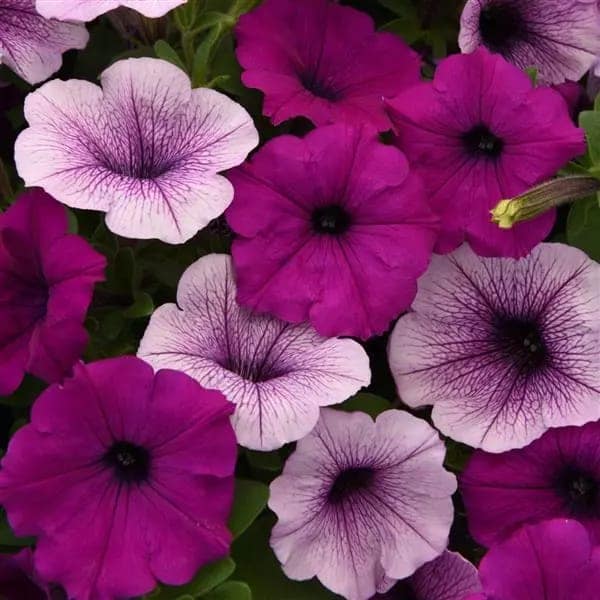 PETUNIA EASY WAVE MIX PL PUDDING SEEDS view 2